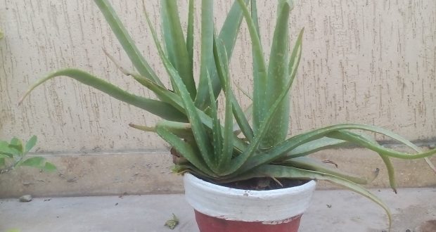 how to grow Aloe Vera