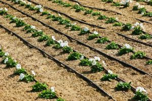 Drip Irrigation in Arid Agriculture