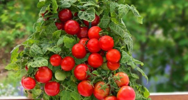grow tomatoes in container