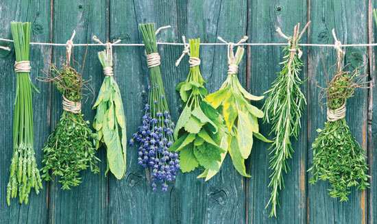 The herbs | spices | best herbs | dry herbs