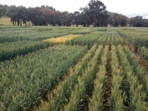 Special Purpose Crops | Arid Agriculture