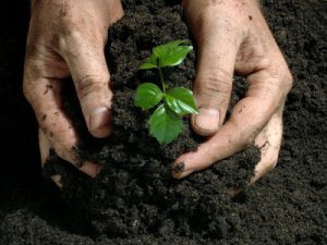 Bio-fertilizers in Agriculture | Arid Agriculture