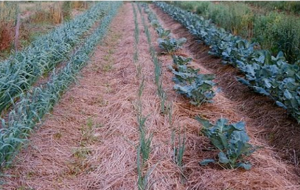Reducing Soil Evaporation in Arid Agriculture | Arid Agriculture
