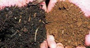 Loss of Organic Matter in Arid Areas | Arid Agriculture