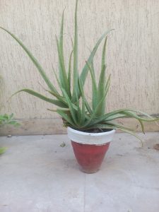 how to grow Aloe Vera