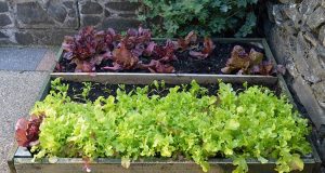 How to Grow Lettuce Leaves