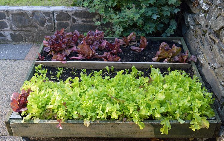How to Grow Lettuce Leaves