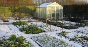 Winter vegetable garden | fall vegetable garden | Arid Agriculture
