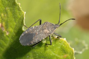 Natural Bug Repellents | Pest Control | Bugs in the garden