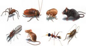 Differences between Insect and Pest | Arid Agriculture